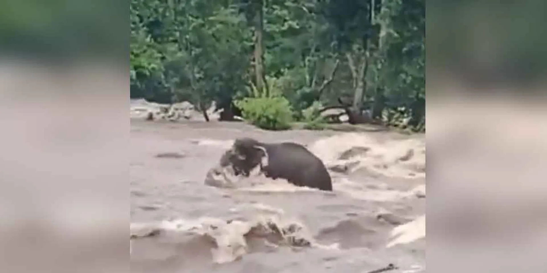 A single wild elephant caught in the flood... intensive rescue work!