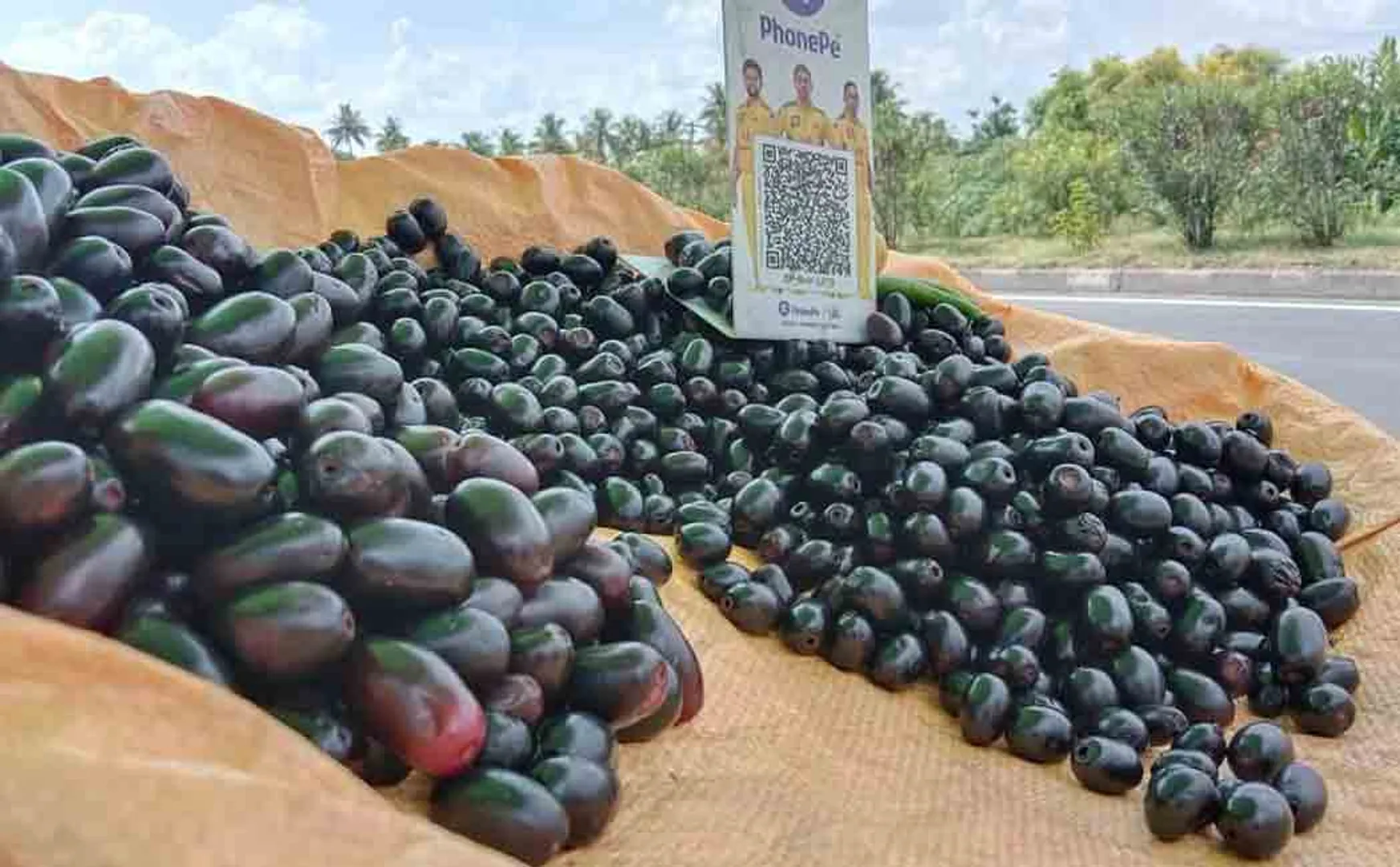 Salem Highways novel fruits 