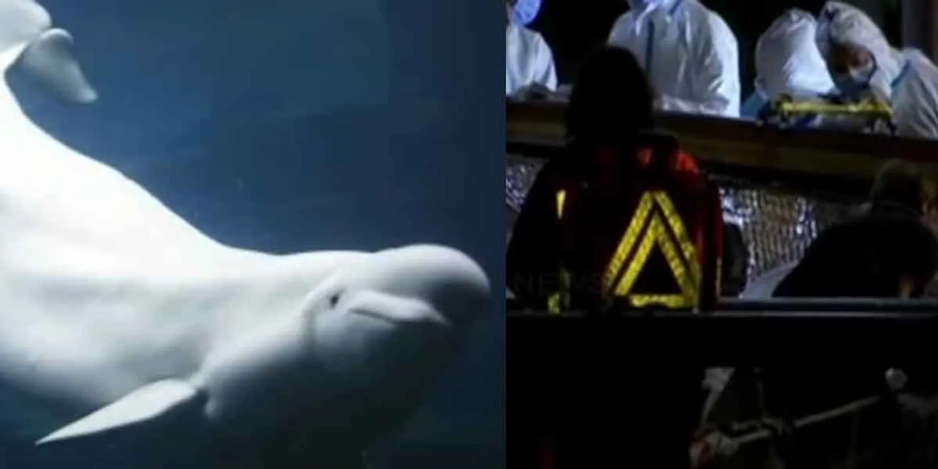  'Beluga' whale was mercy !