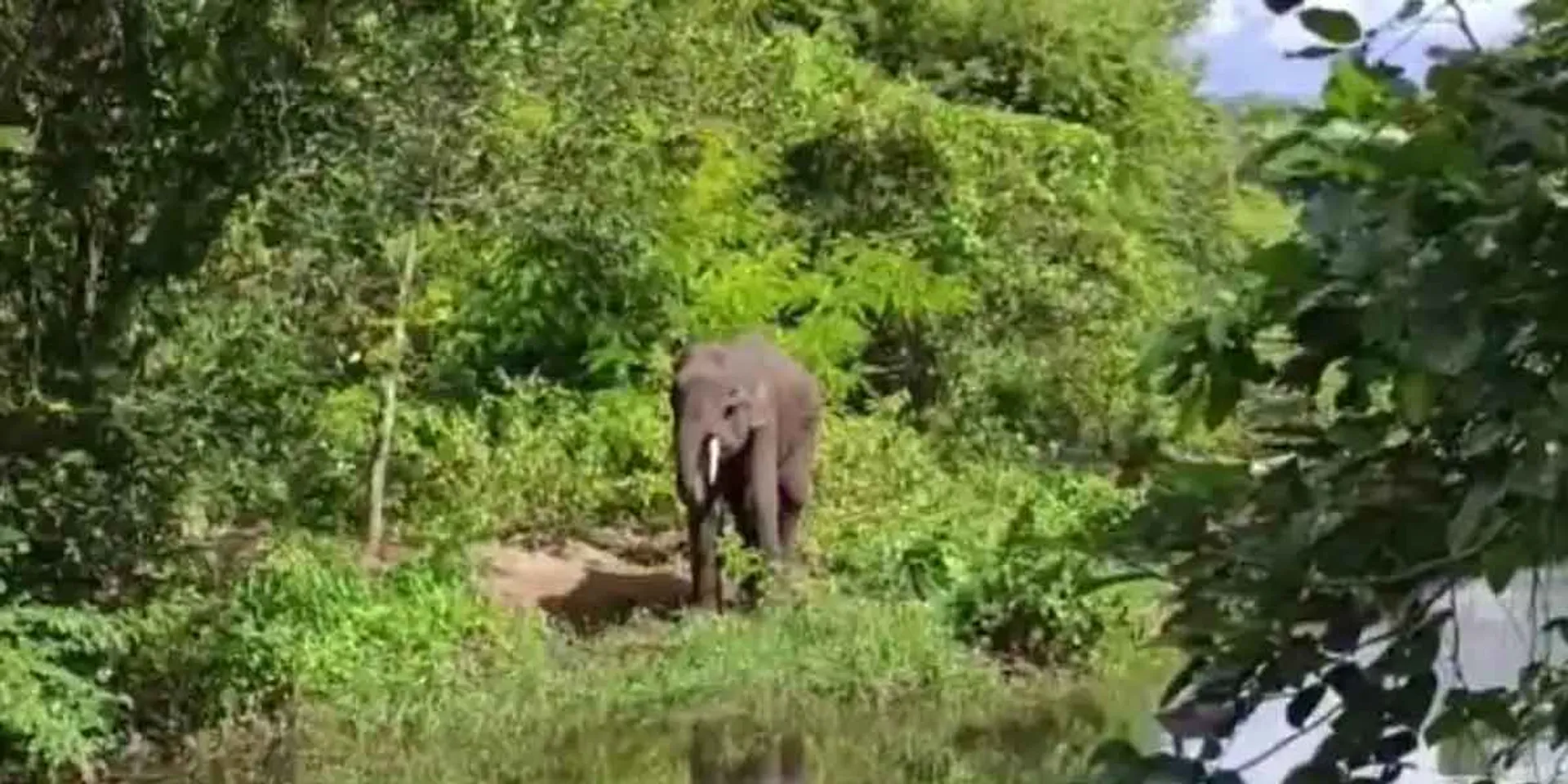 A wild elephant suffering from ill health at the border - Confusion over who will treat it!