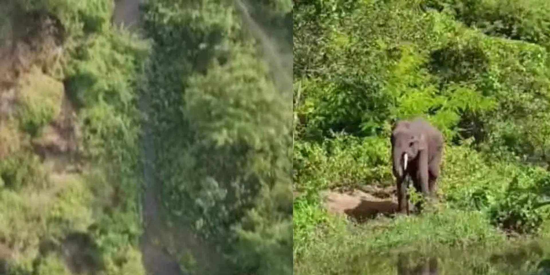 Where is the elephant standing on the border?-Kumki invites to find!