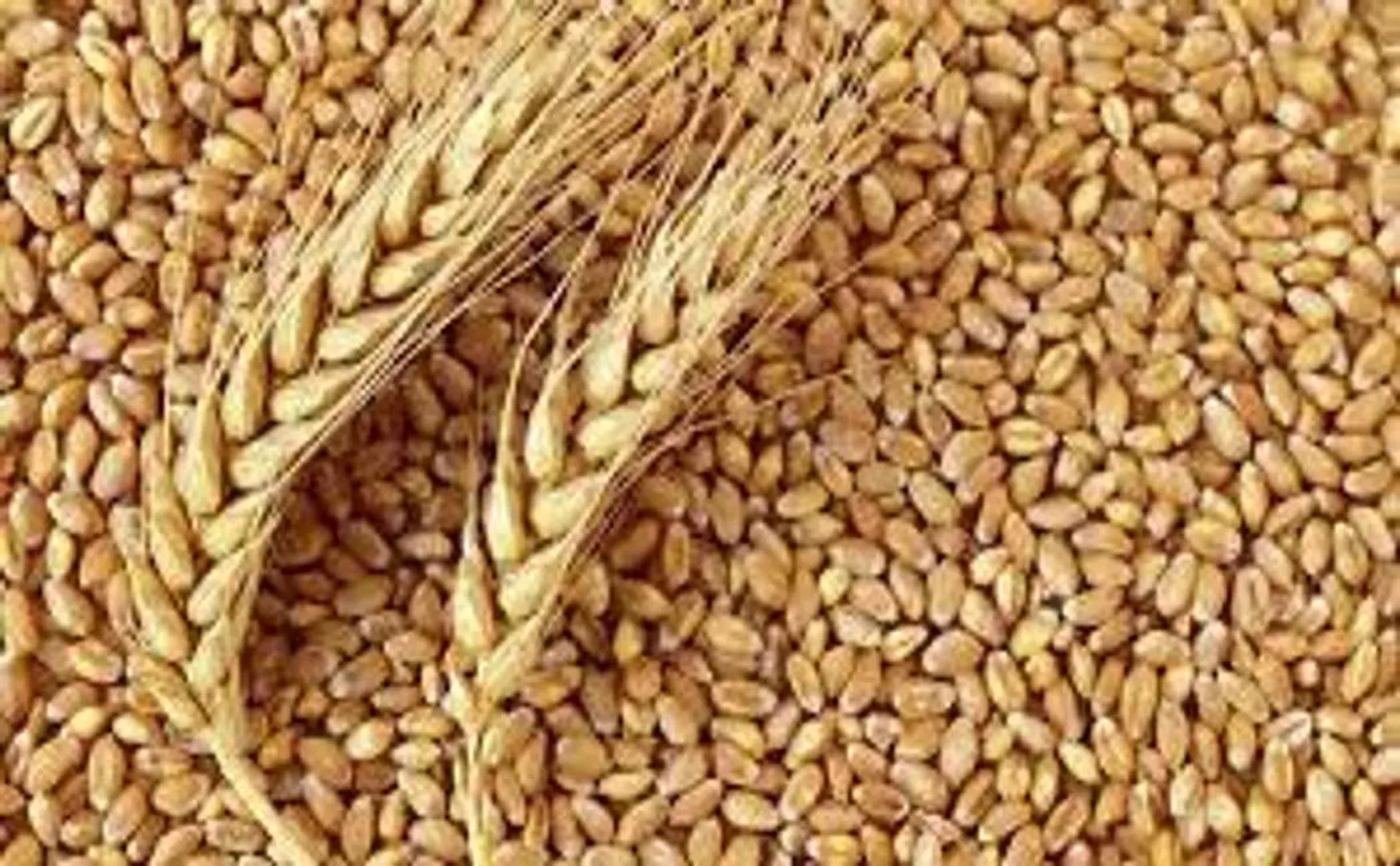 'There is no plan to import wheat' - Central Government Information!