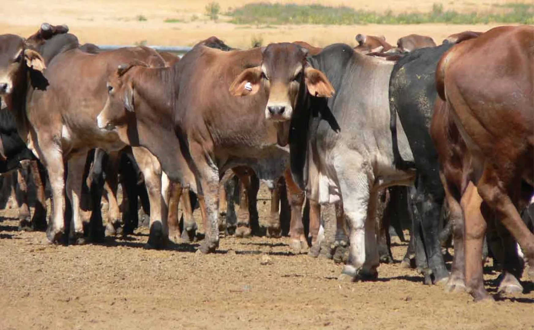 acid attack on livestock; Police investigation