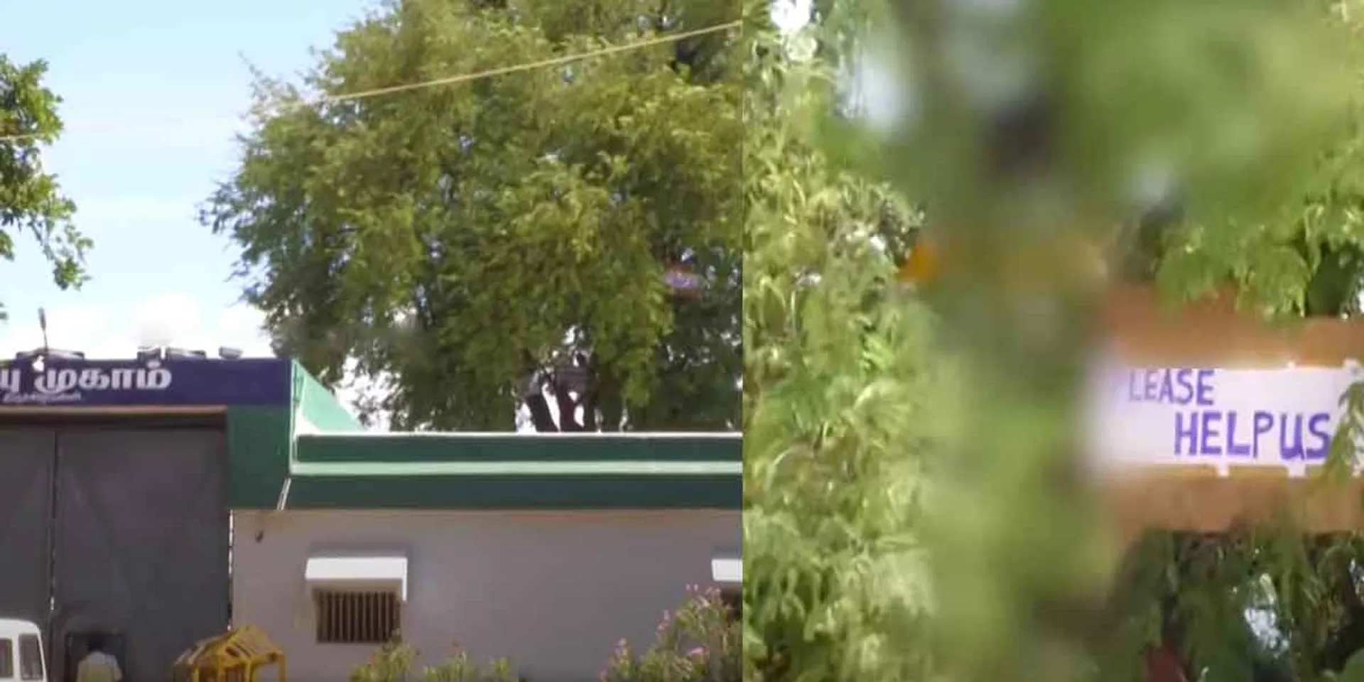 Prisoners protest by climbing the tree!