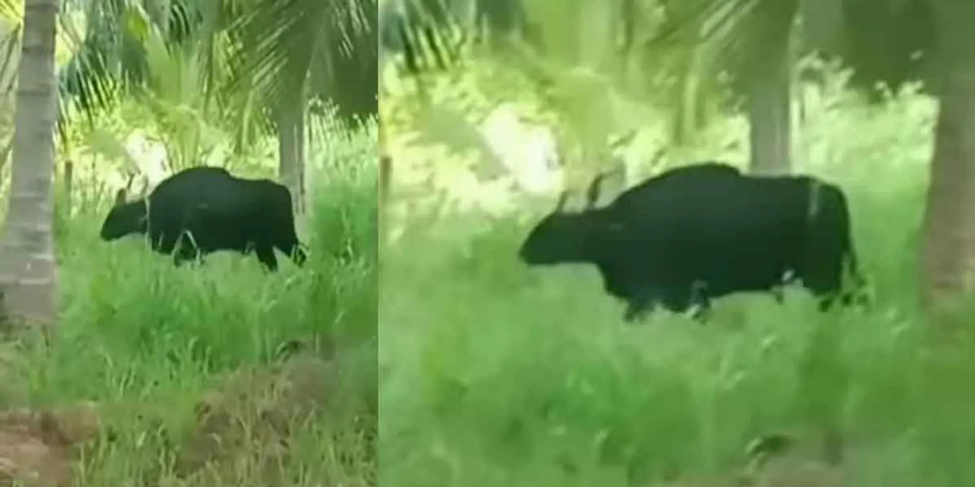 Wild buffalo entered the town... people frozen in fear!