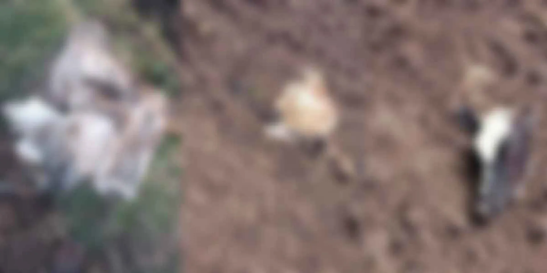 Mysterious gang slaughtering cows and stealing meat at night-report to police
