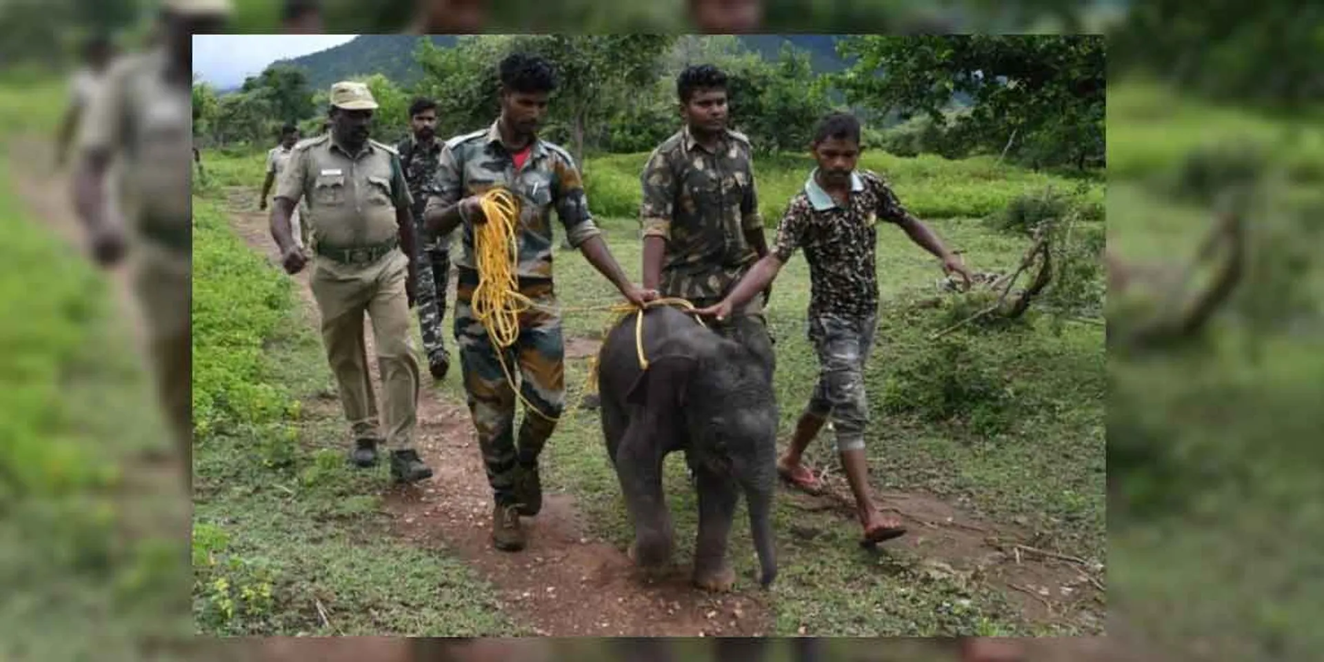 "Where is mother..." - Baby elephant looking for mother!