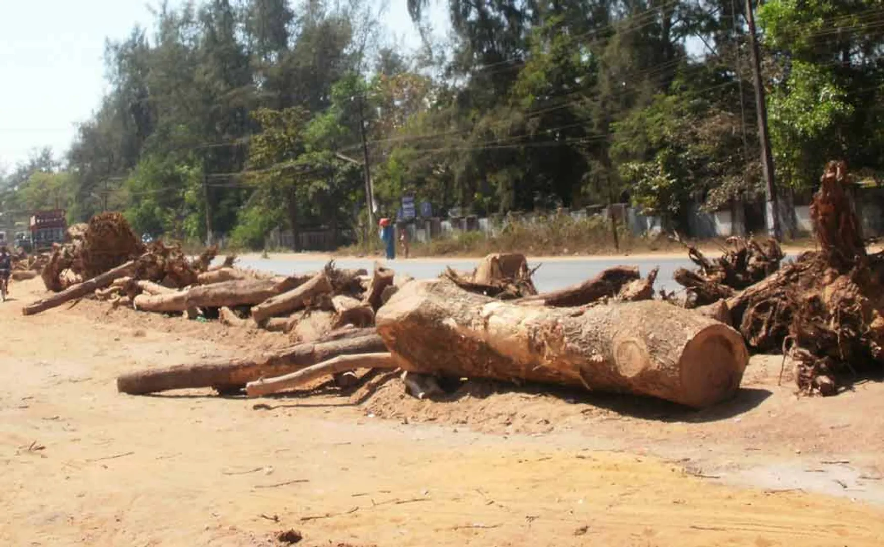Cutting trees on government land is an illegal offence