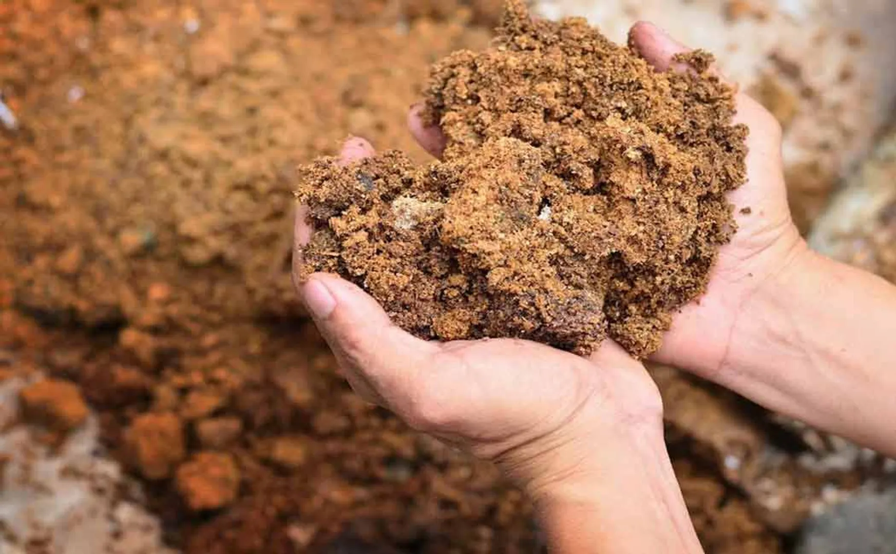 The gang sold clay as natural fertilizer; Bustle near Tuticorin