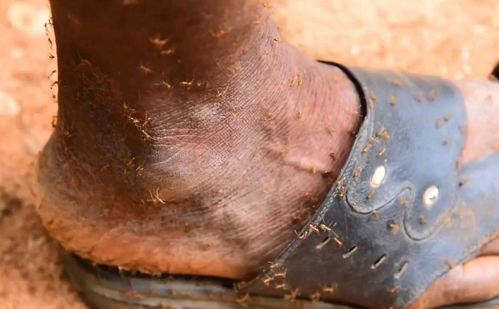 rare species of ants that attack humans and animals