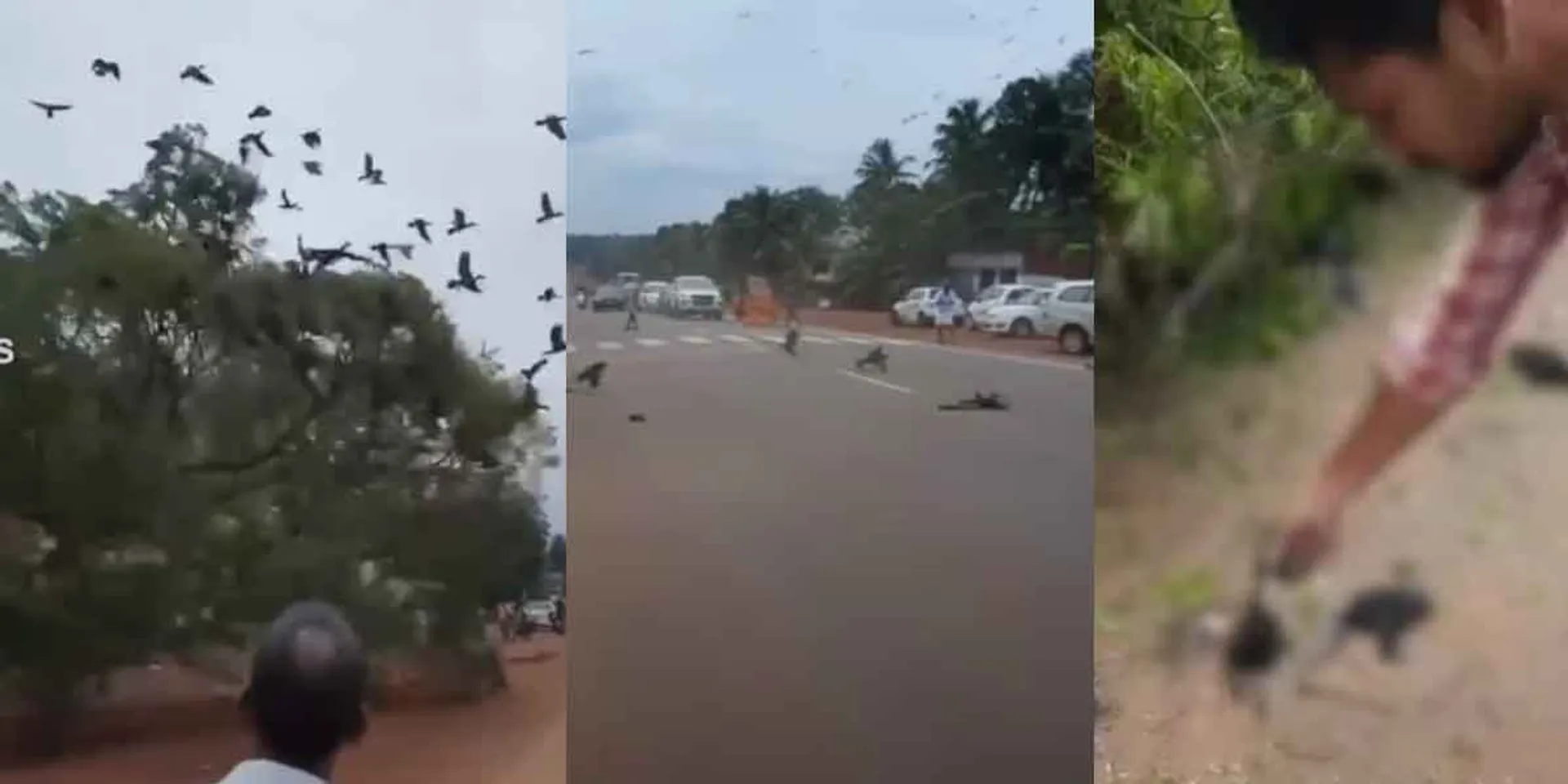 Birds that lost their habitat and died...Viral video!