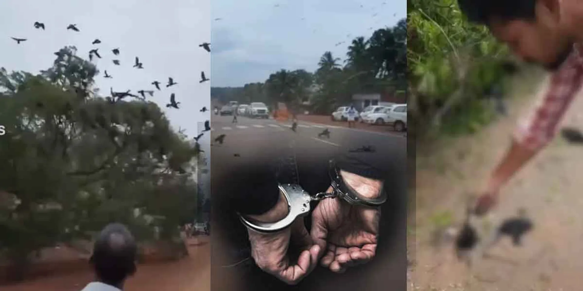 JCB driver arrested by birds viral video!