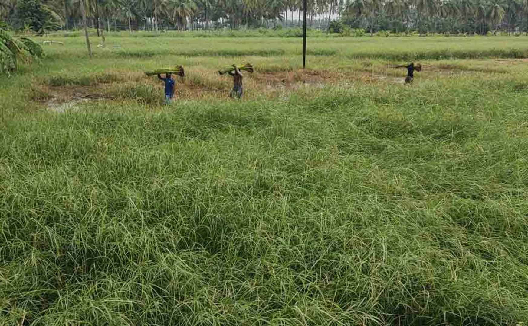 Farmers seeking compensation for continuous rains