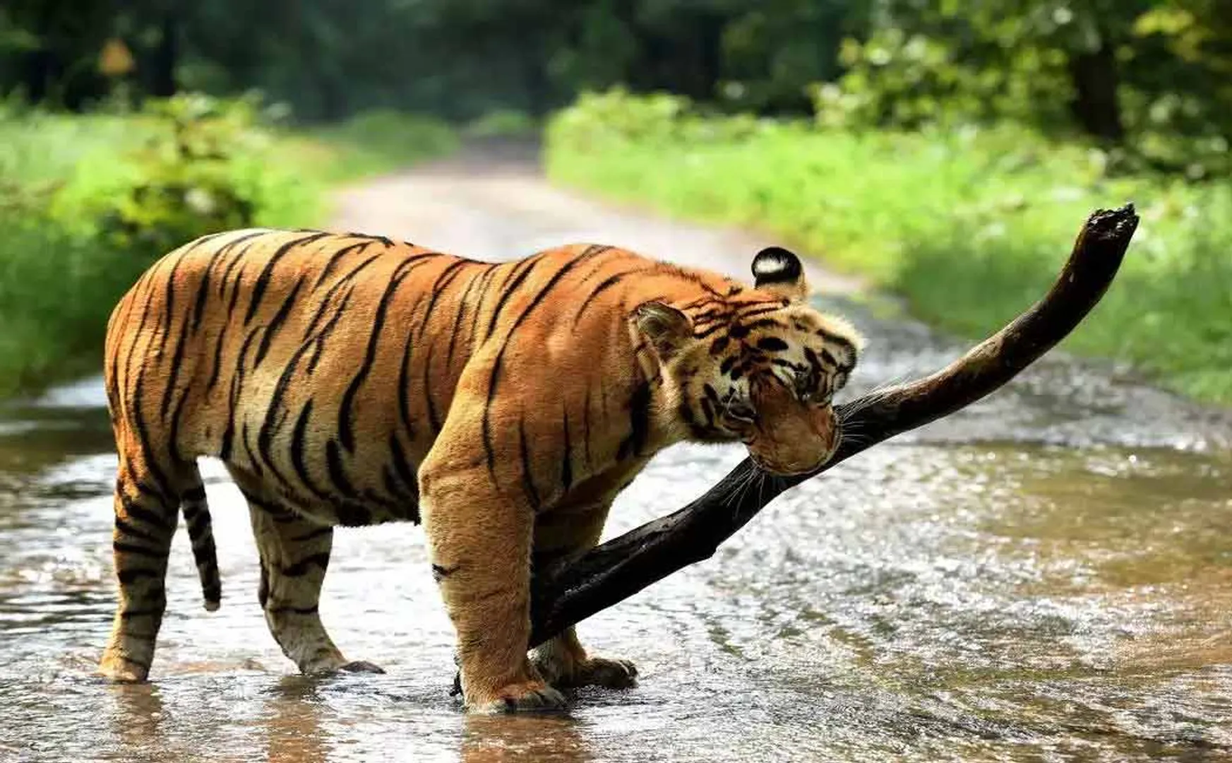 There is a tiger cub.. a young man trapped by WhatsApp