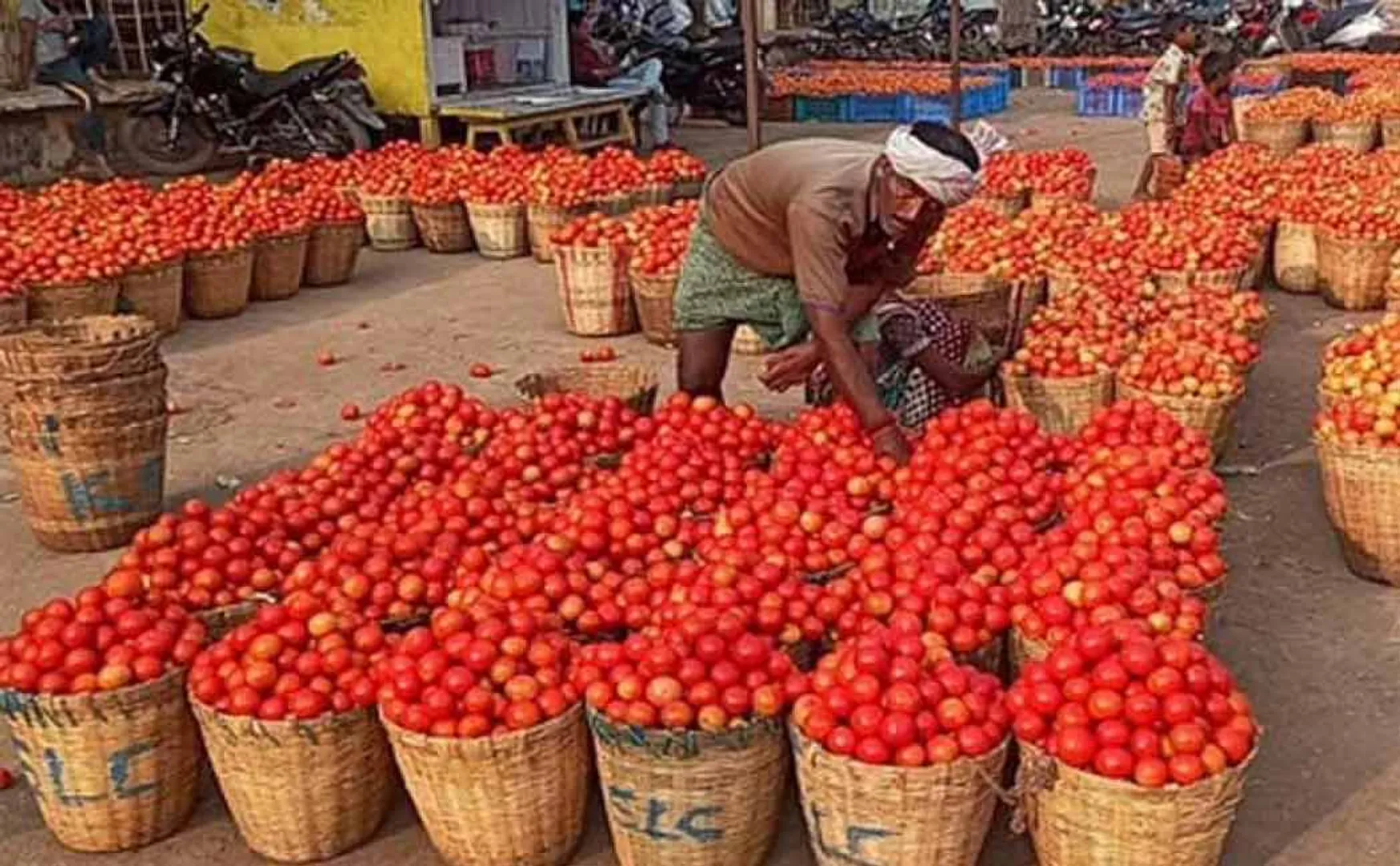 People heaved a sigh of relief; The price of tomatoes has gone down