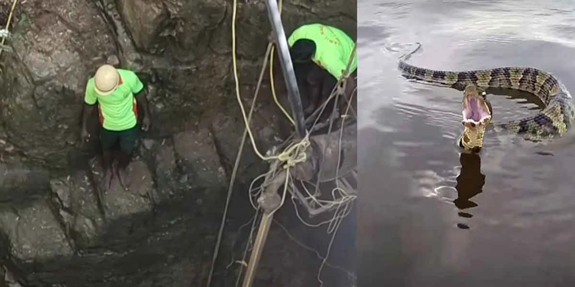 A monstrous python  the person who came to rescue... Horror incident in Krishnagiri!
