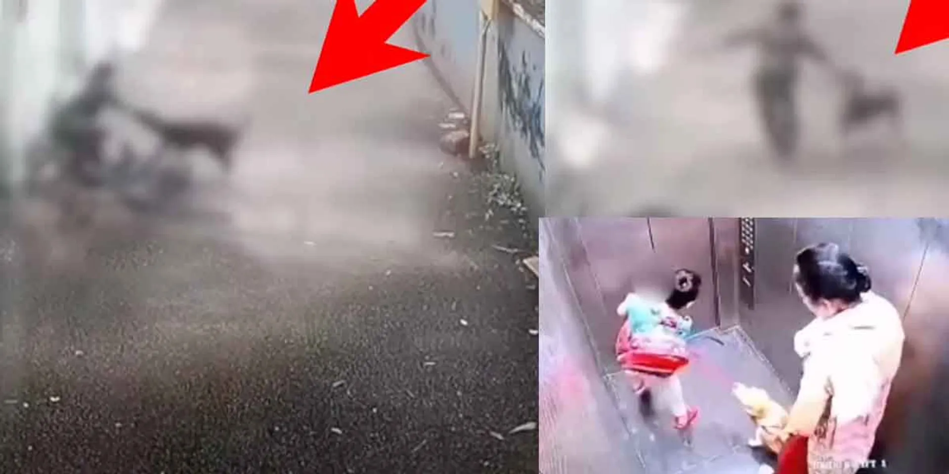 Children attacked by dogs... Condemnation caused by the woman's action!