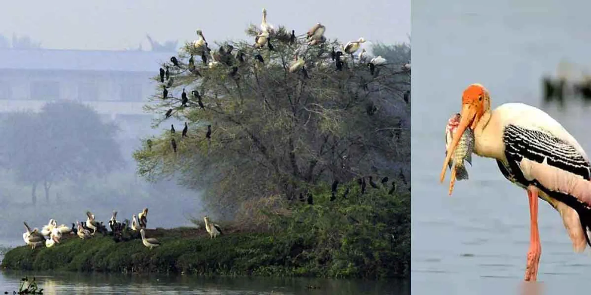 'Nancharayan Kulam' becomes Tamil Nadu's 17th bird sanctuary