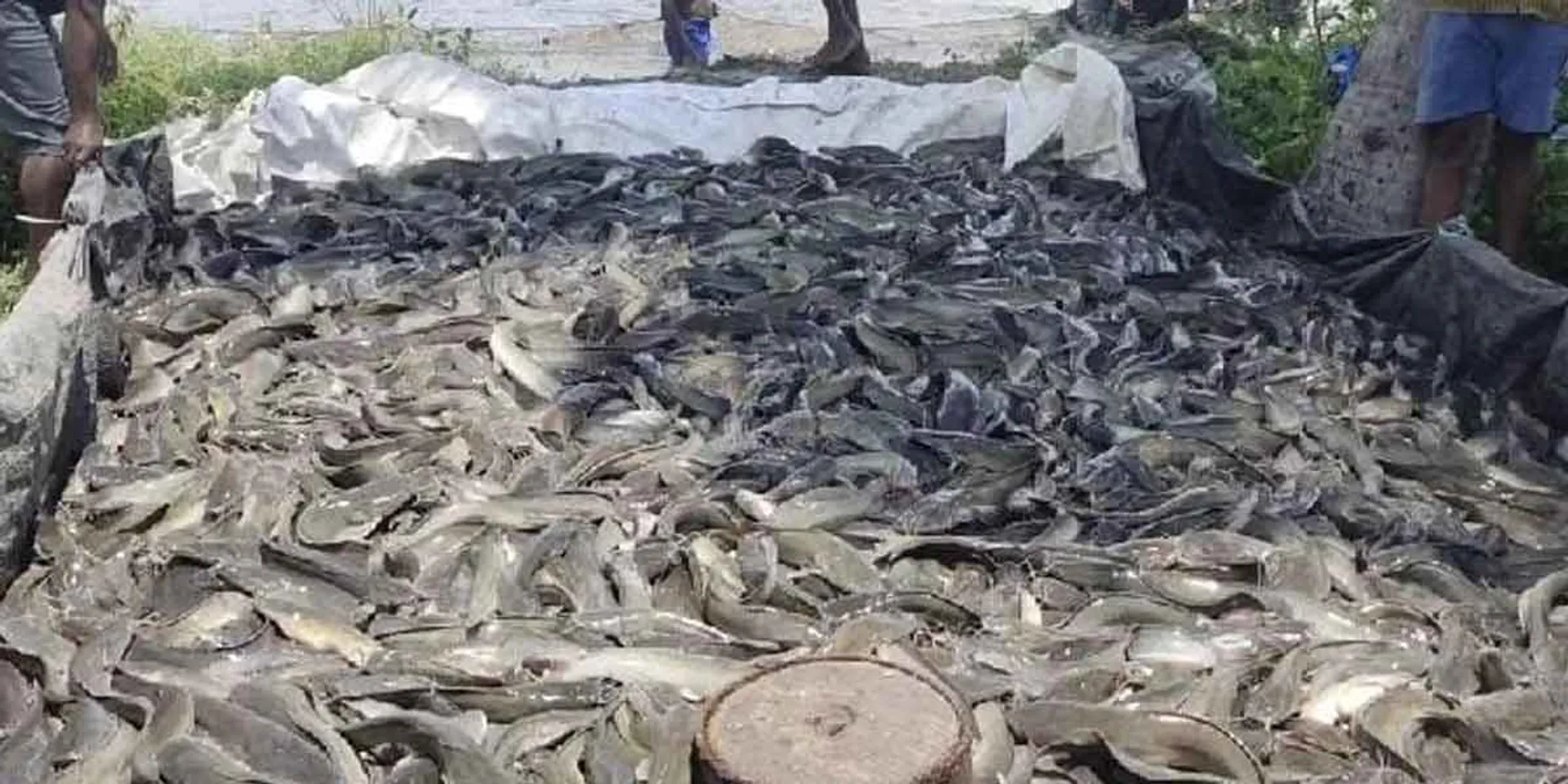  Banned African catfish sales... 5 tons of fish destruction!