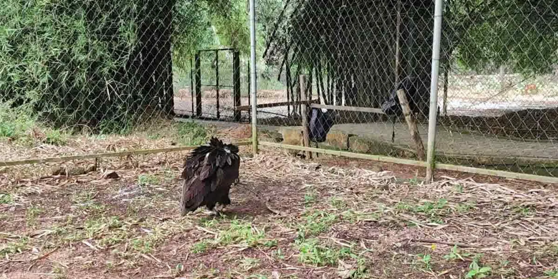  Eagle enjoy the free air…biologists rejoice!