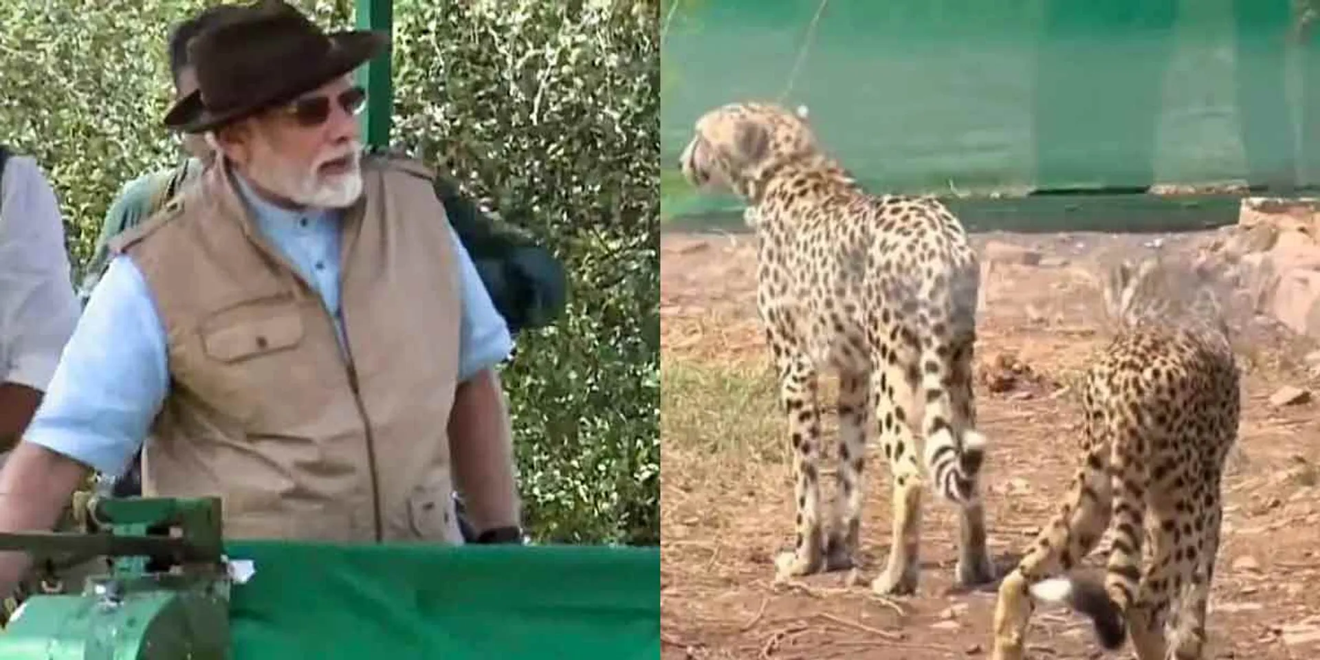  Modi has opened the leopards... birthday special!