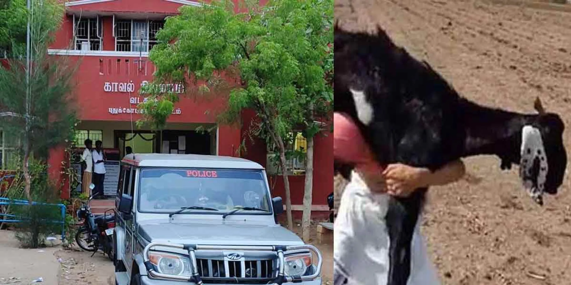 Continued theft of goats... Screaming farmers...