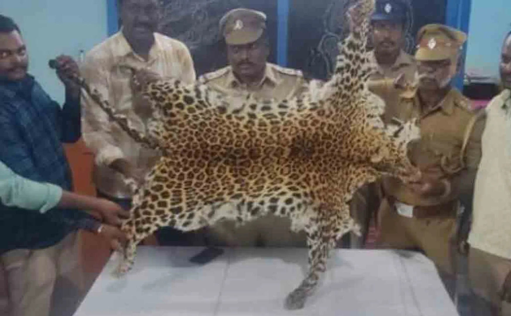Leopard skin caught in train!  