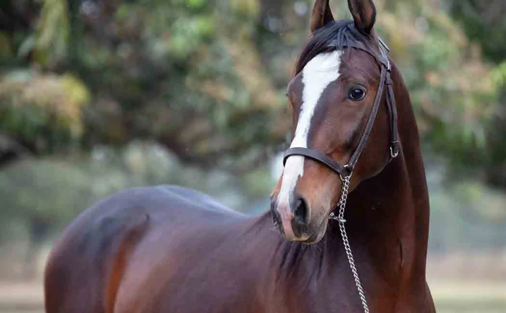 Young people who are being treated for horse bites!
