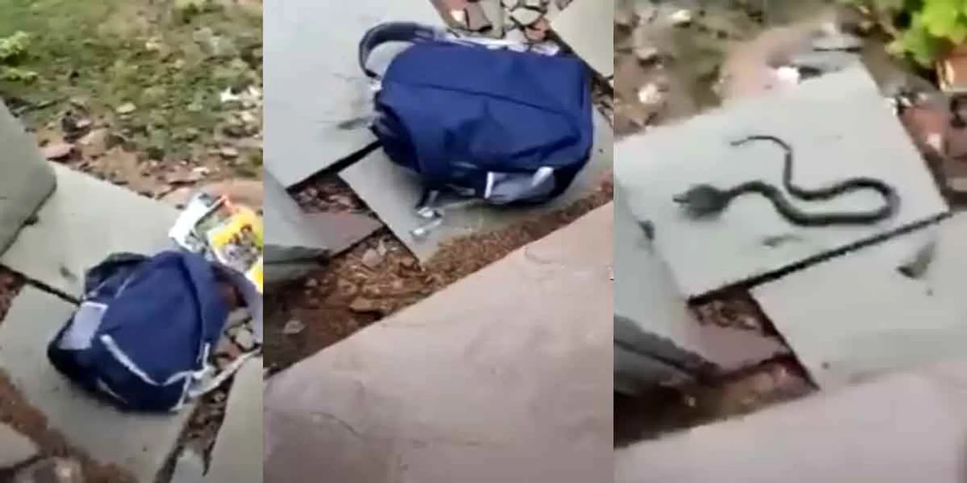 A cobra in a school book bag... a classroom frozen in shock!
