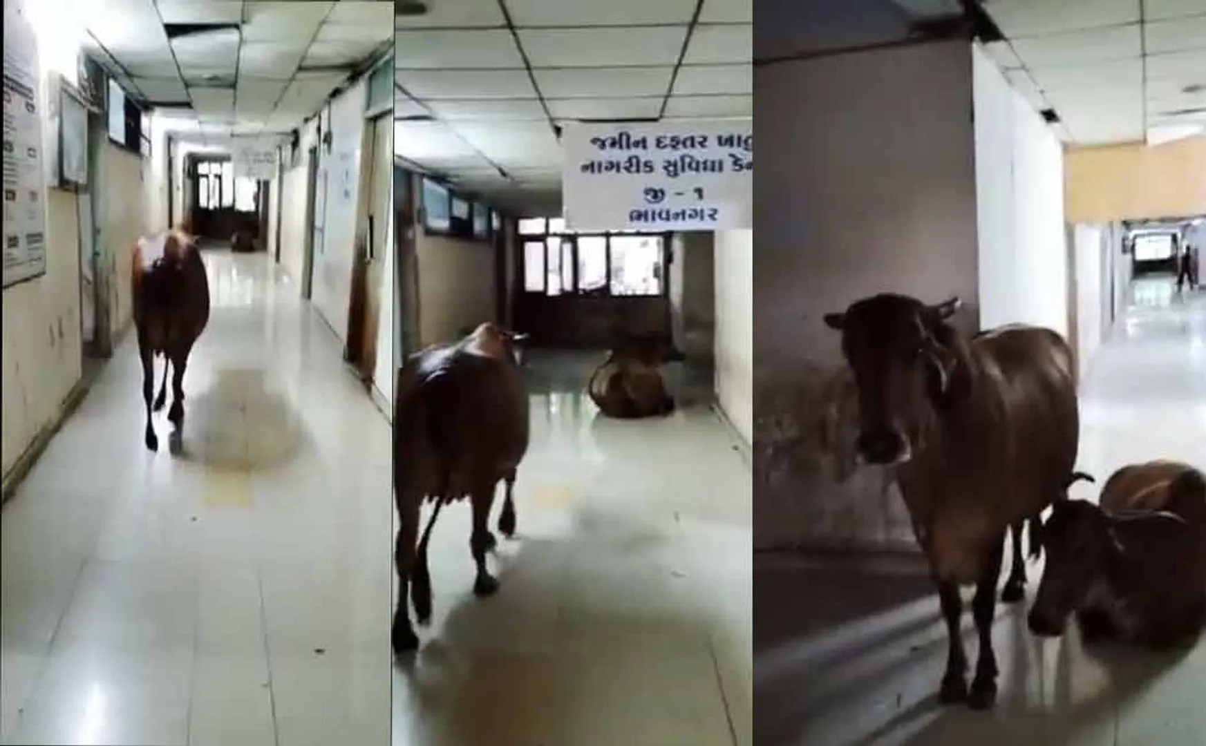 Cow protest inside government office