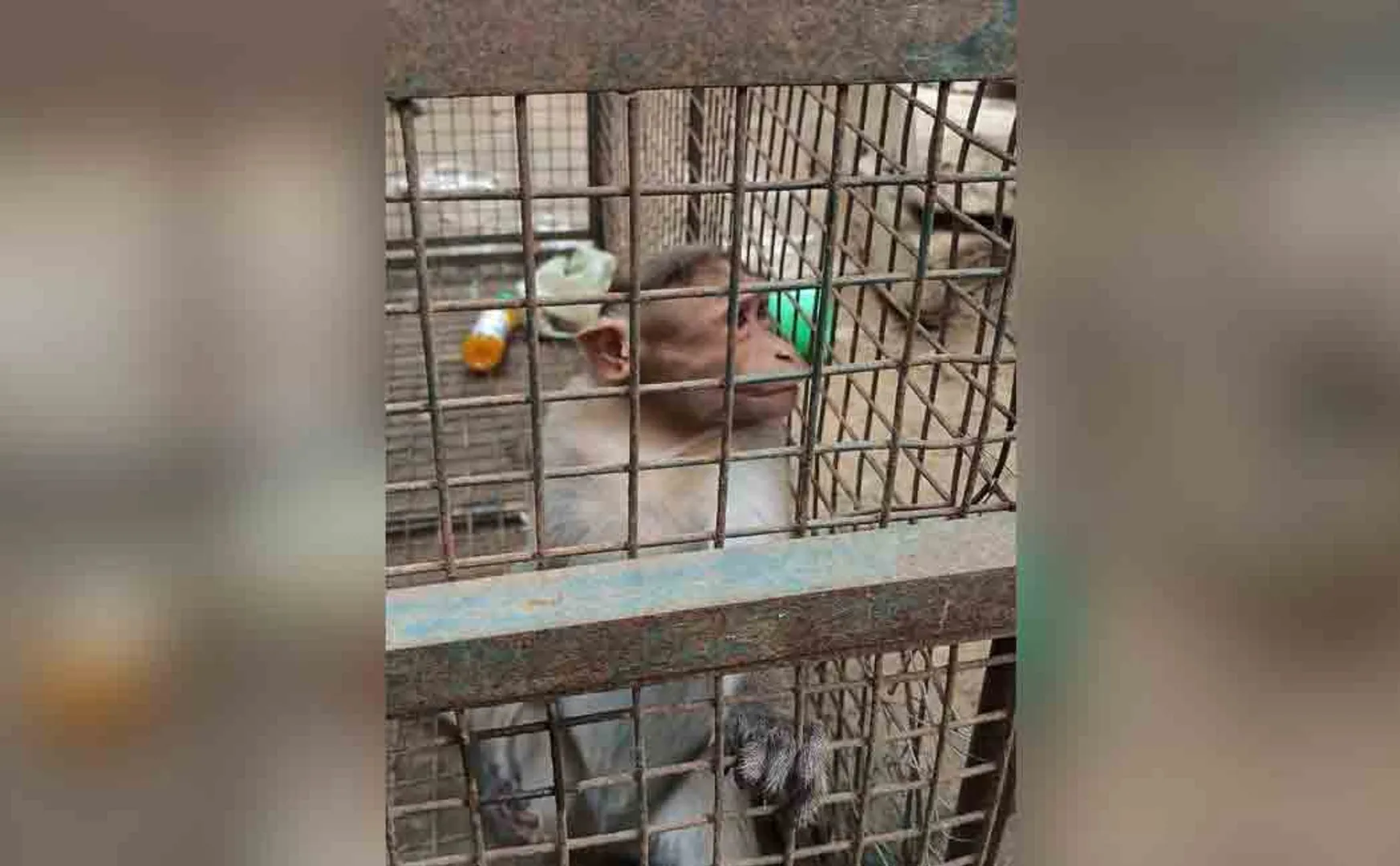 The monkey that threatened the village was caught!