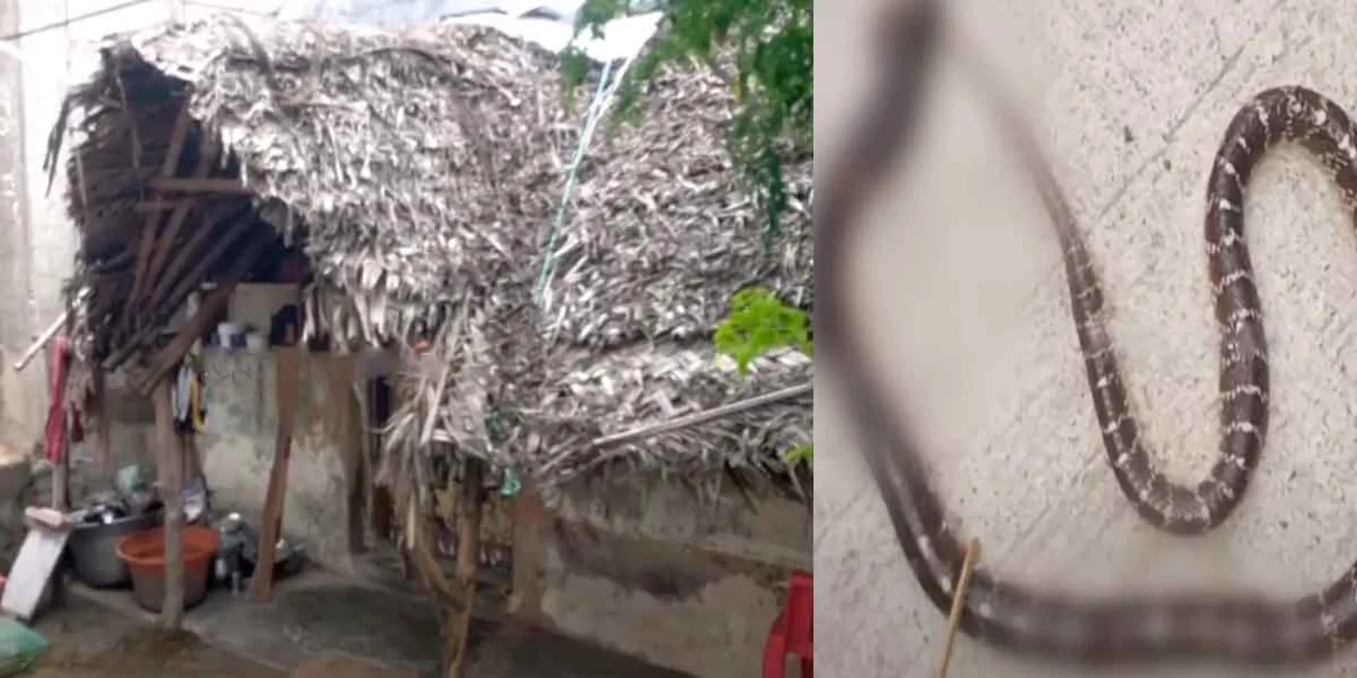 In the middle of the night, a snake entered the cottage house... Tragedy befell the brothers and boys