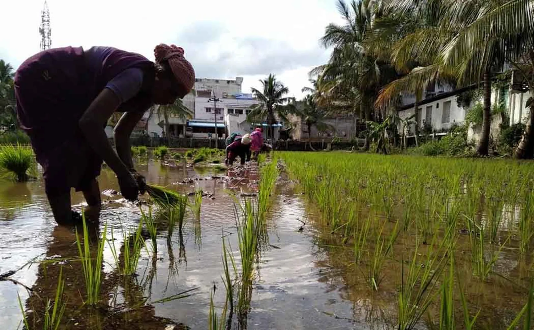 333 crore rupees crop loan for 58 thousand farmers!