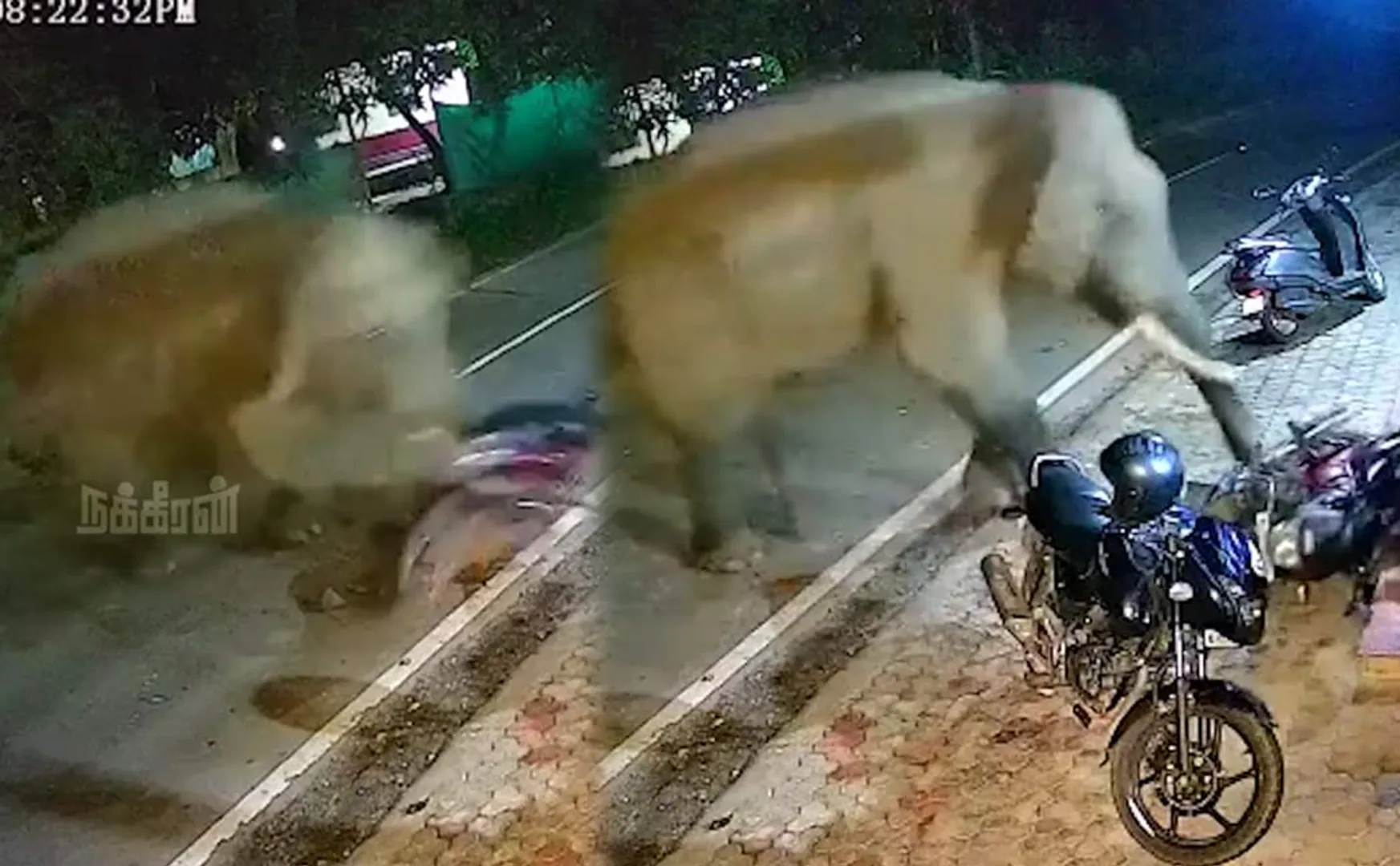 kerala elephant video goes viral social media