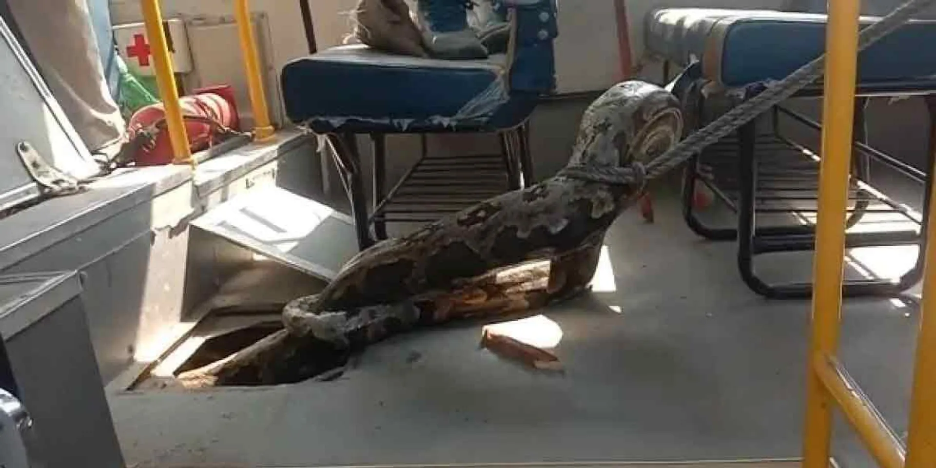 Python on school bus... Shocking video