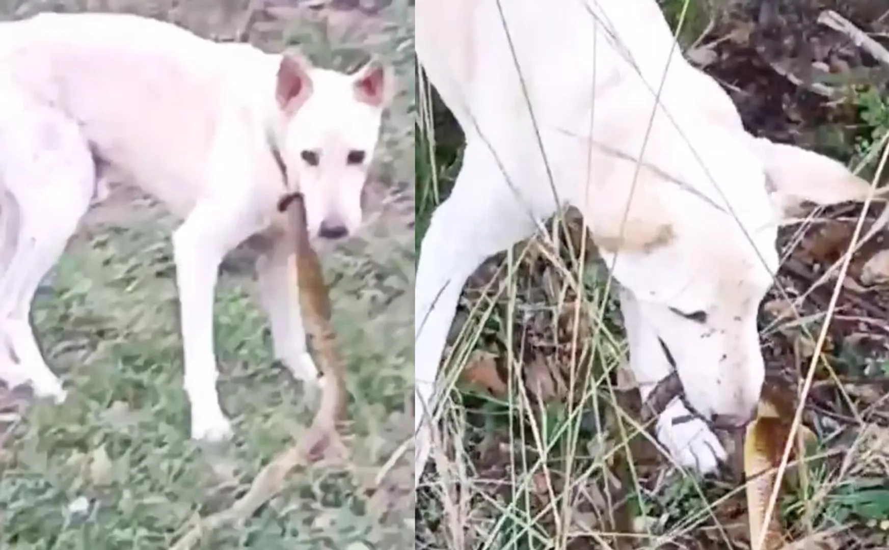 Dog bitten by snake video goes viral 