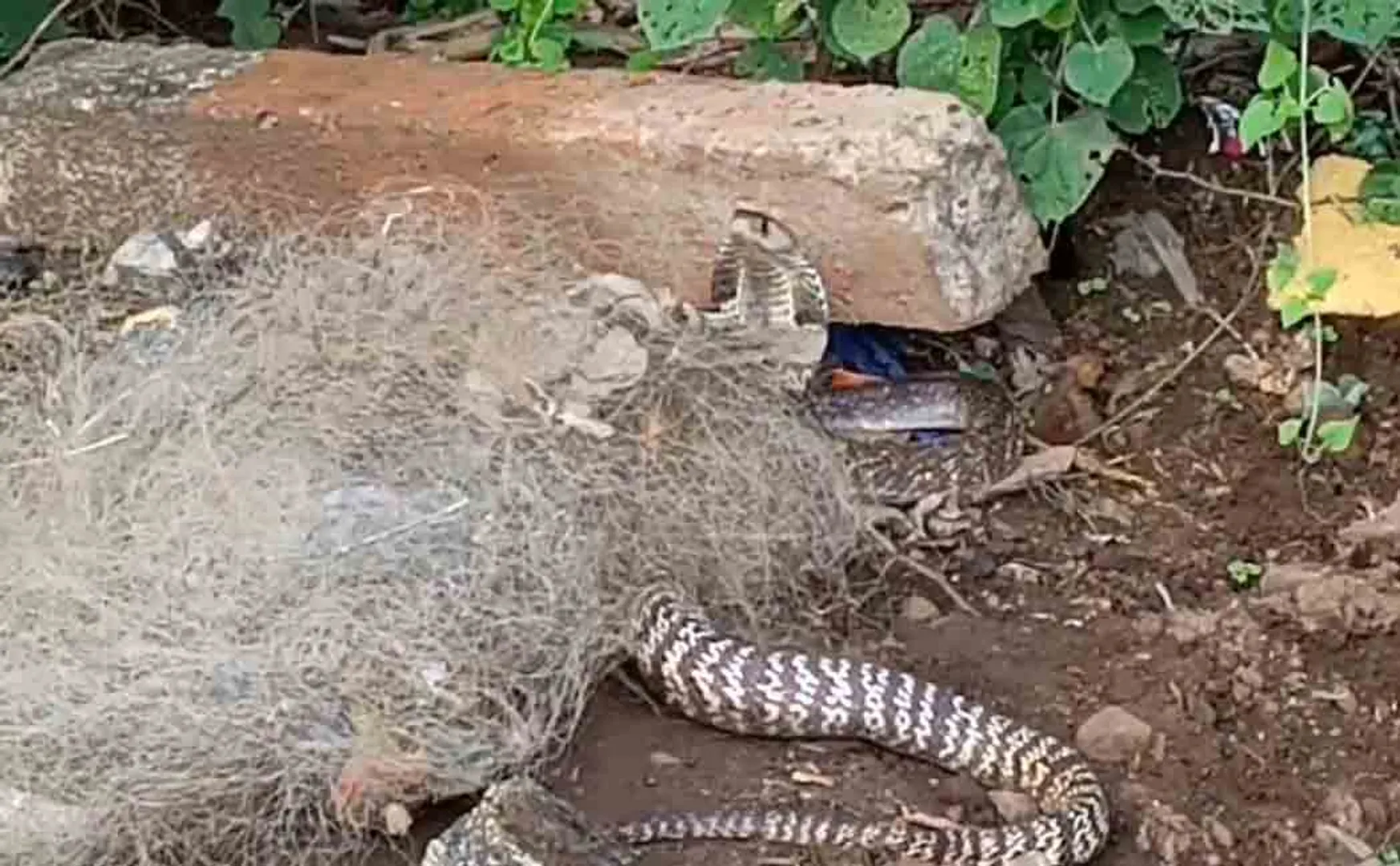 A rare type of snake caught in a fish net 