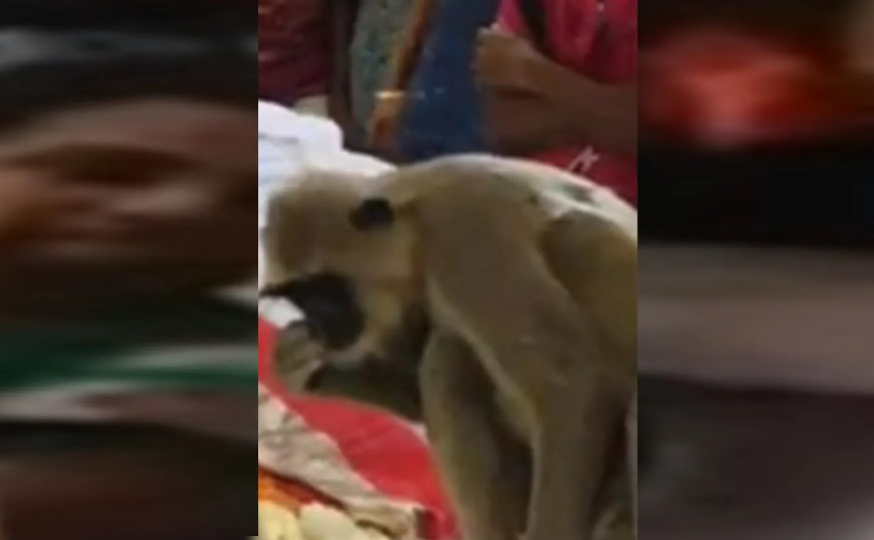 Monkey seen at the funeral person srilanka