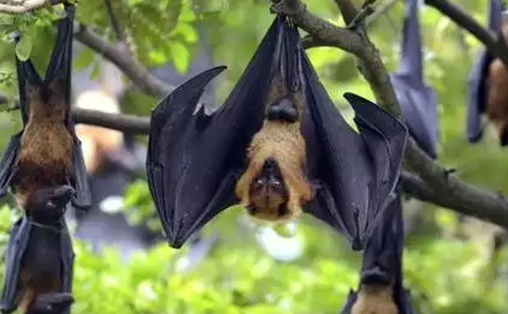 Villagers dont burst firecrackers for bat protection