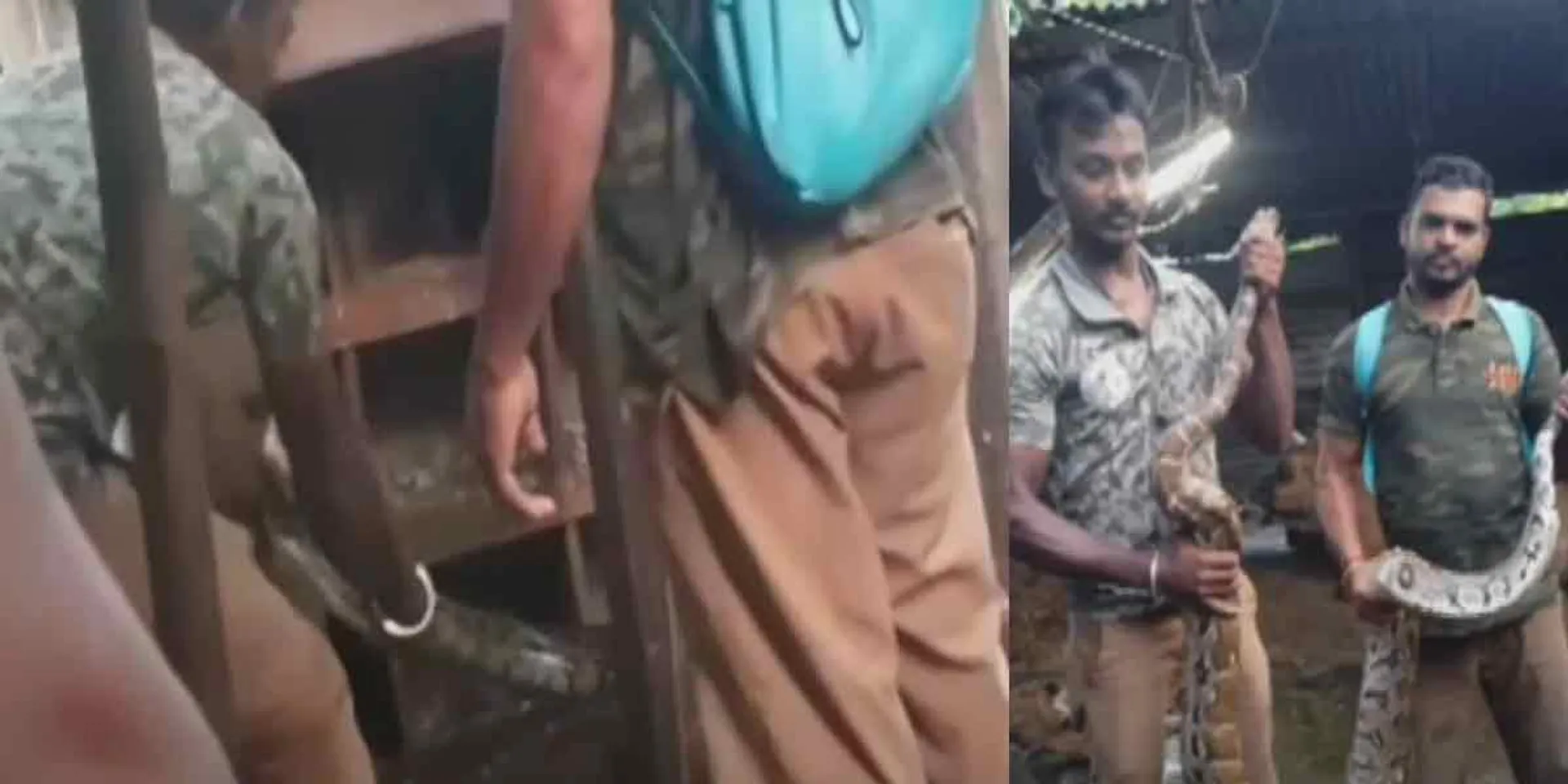  A 15-foot-long python in a chicken coop; The owner was shocked