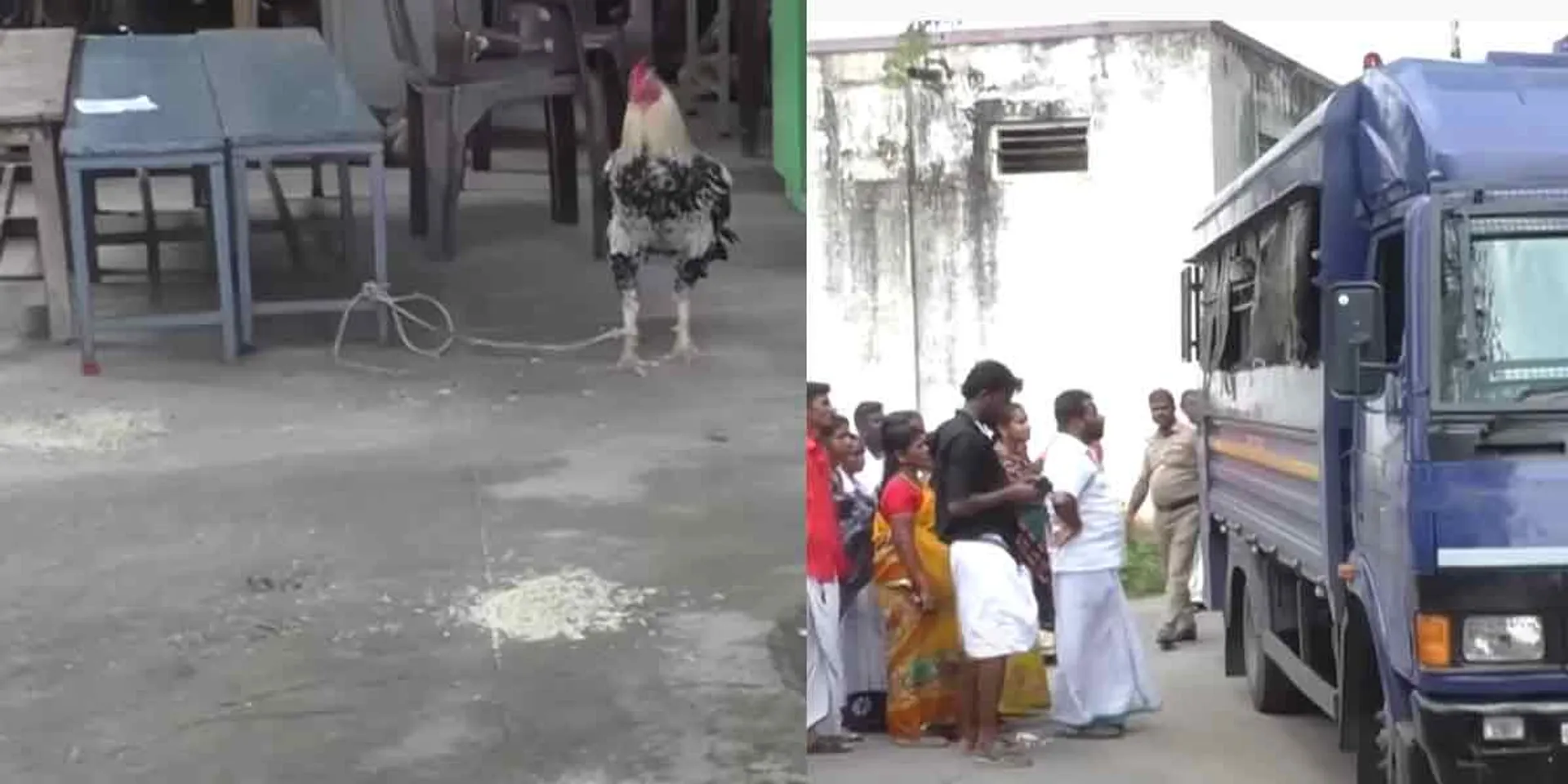  Illegal cockfighting on the occasion of Diwali- 15 people arrested