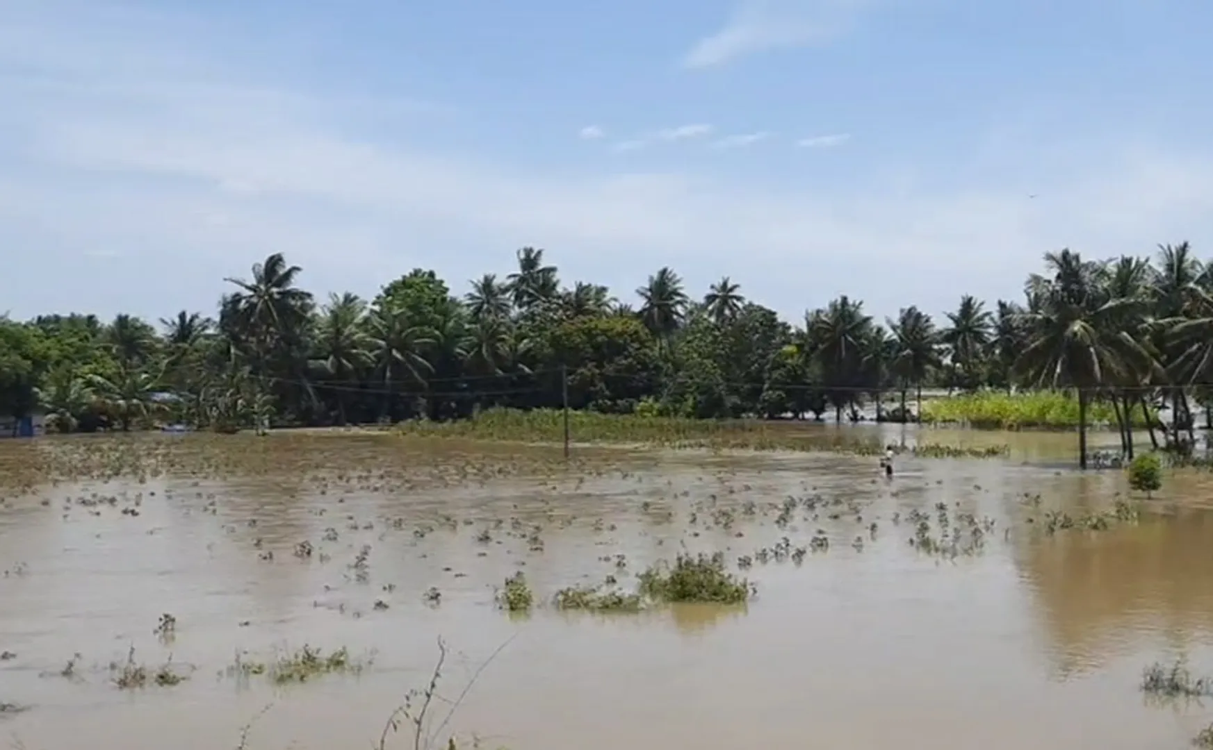 Floodwaters destroyed crops before northeast monsoon