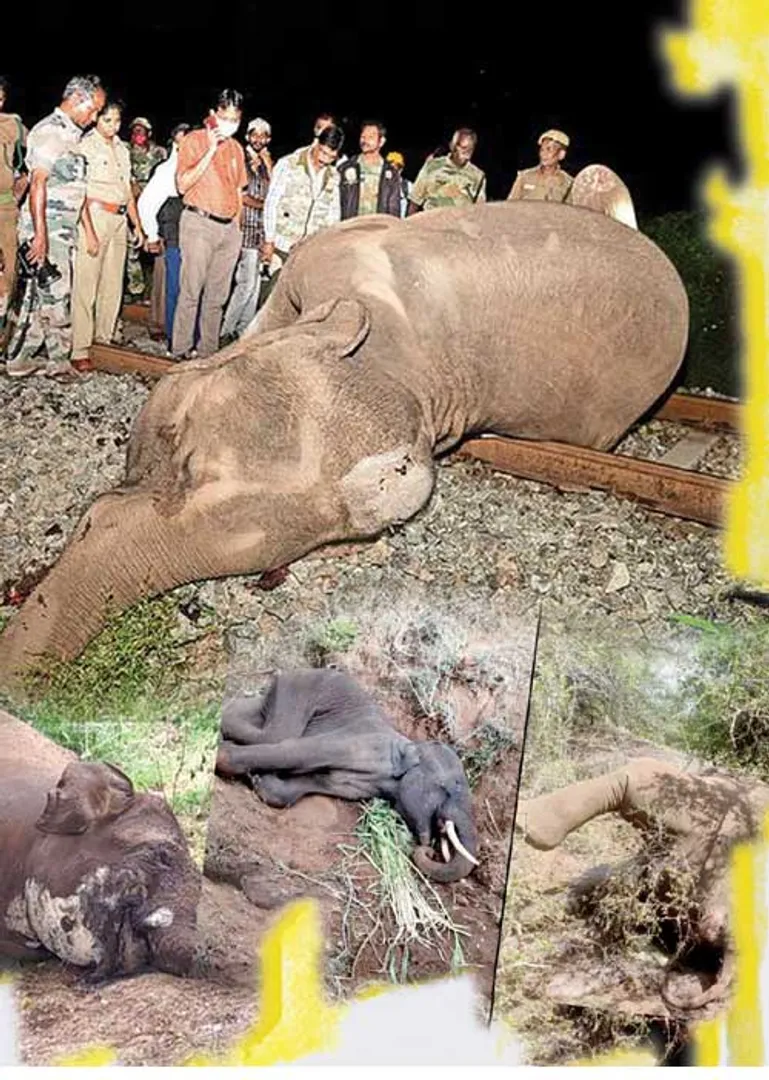 elephant