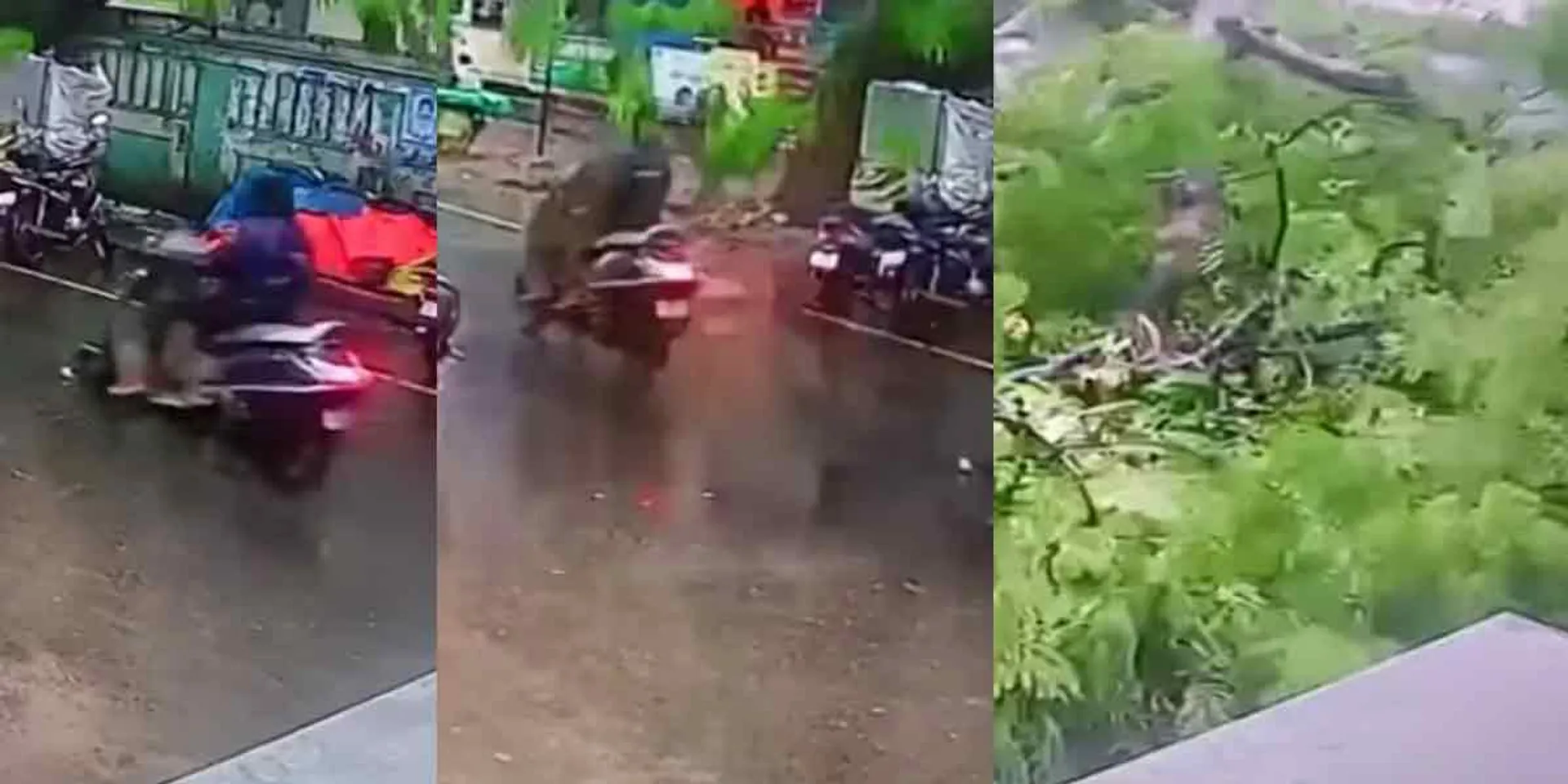  A fallen tree; The motorist survived the crash
