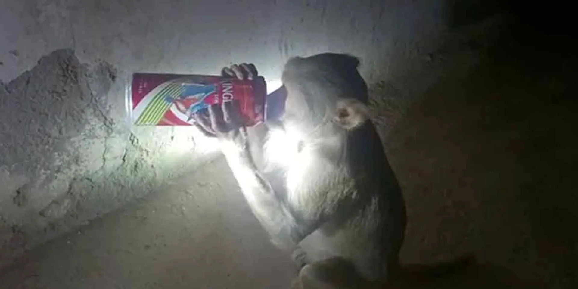 A monkey who steals liquor and drinks it; Forest department trying to catch it