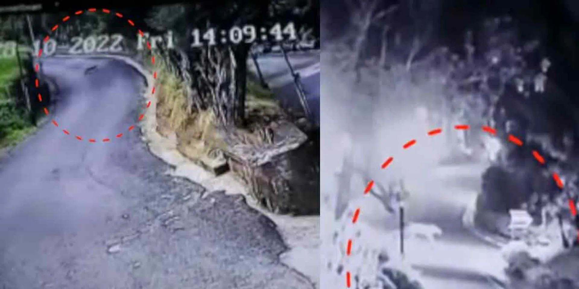  A panther roams the district collector's residence; Decided to catch it
