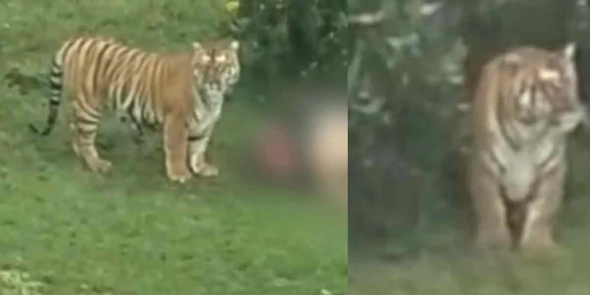 The tiger that people have hunted before... is it a 'T23' again?