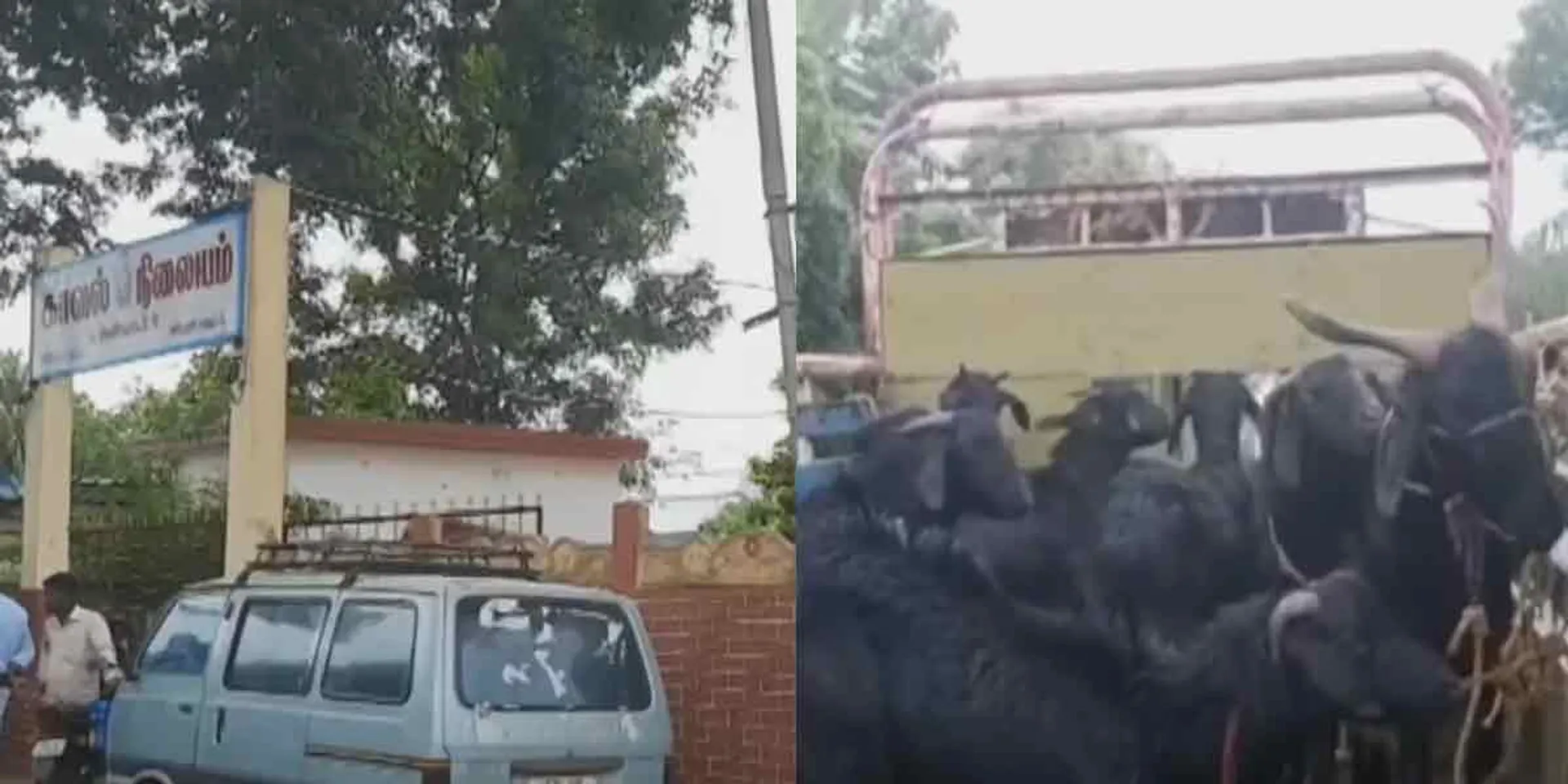 A gang stole a goat from a car.. An accident in tension
