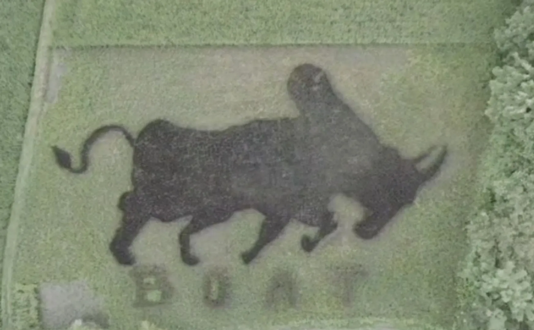 natural farmer created image of bull paddy