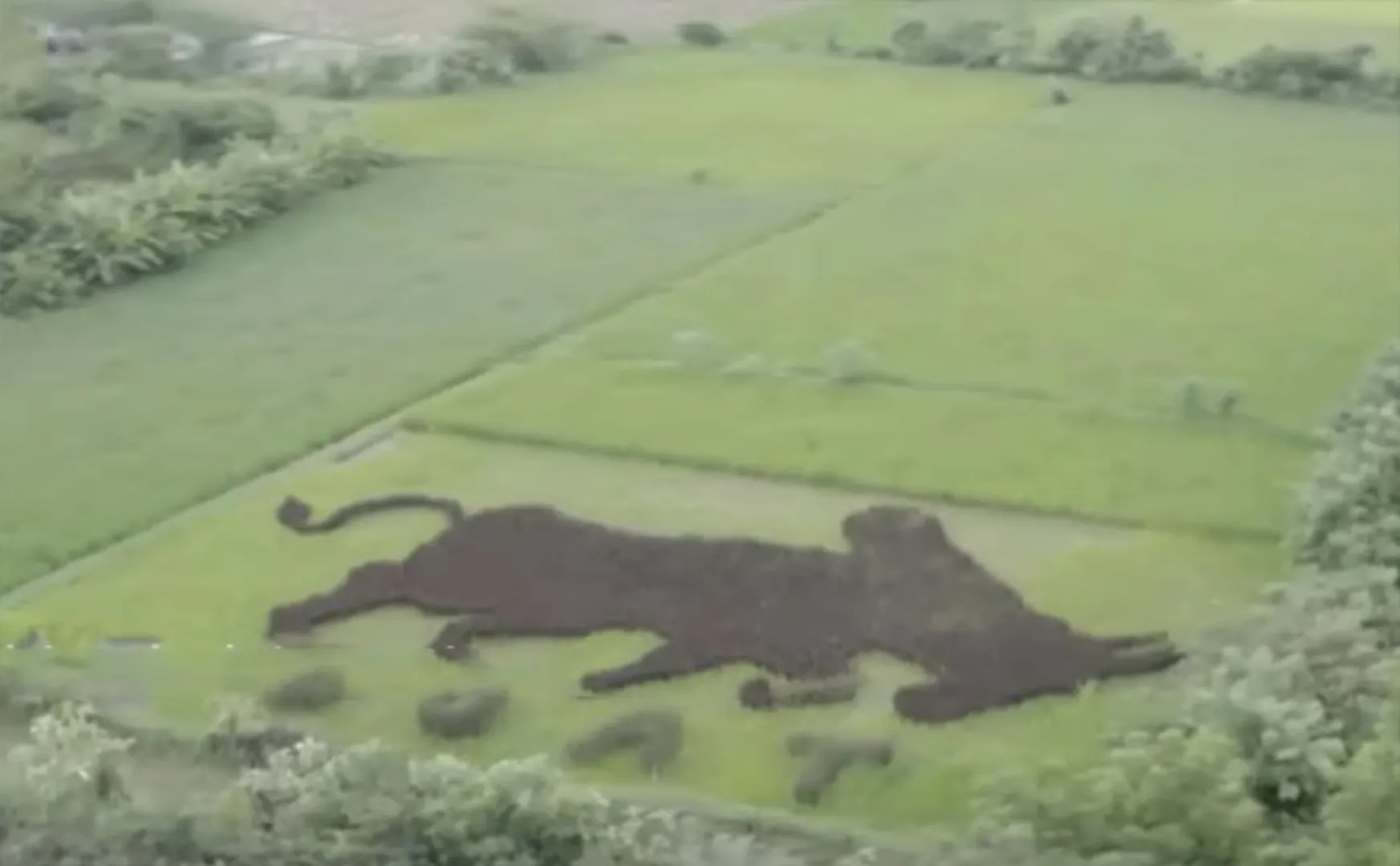 Retired Teacher Cultivated Chinnar Paddy in the Shape of a Bull!